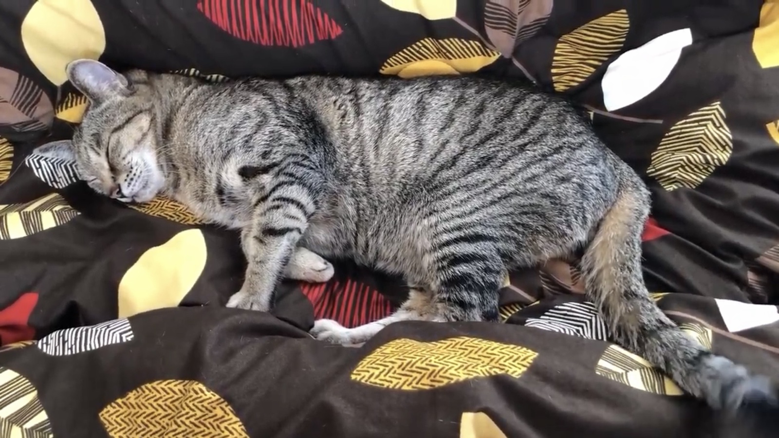 昼寝中の飼い猫リリー